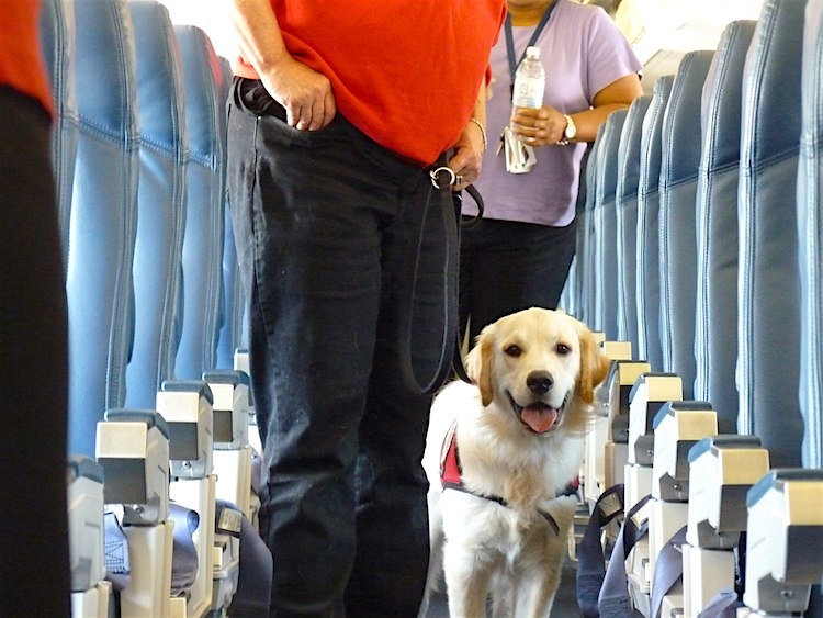 dog travelling on plane