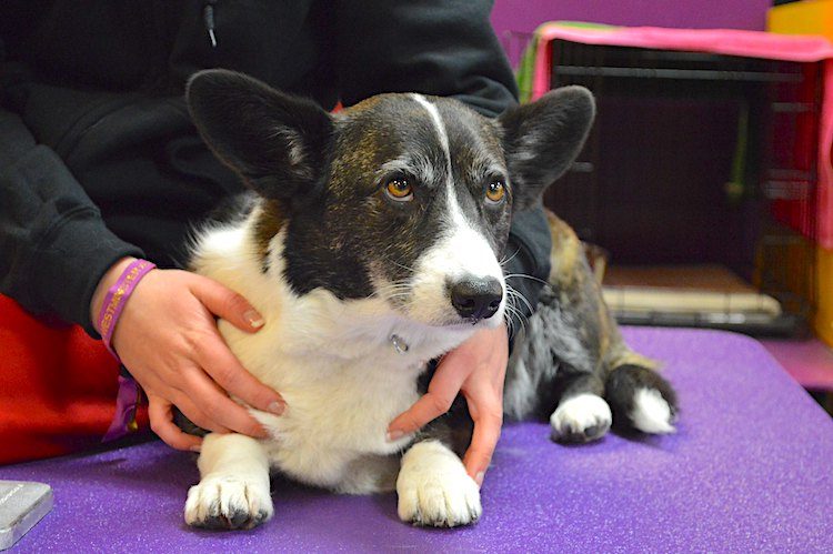 cardigan welsh corgi breed profile