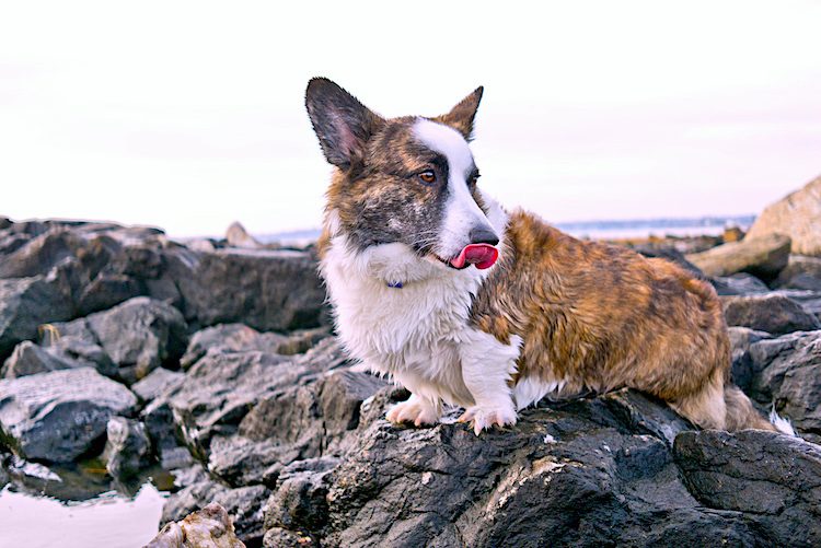 cardigan welsh corgi breed profile cardigan welsh corgi breed profile