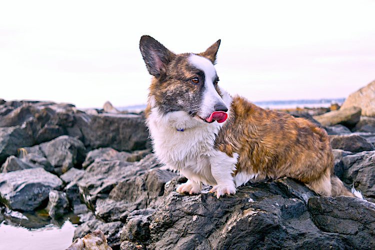 cardigan welsh corgi breed profile