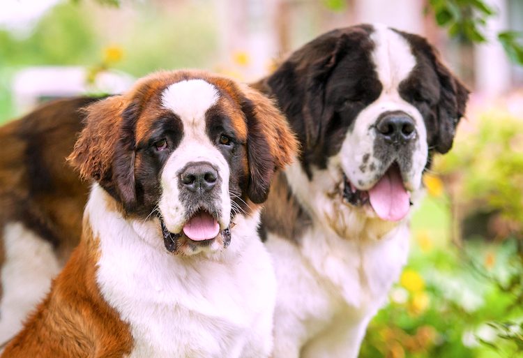 5 Things to Know About Saint Bernards - Petful