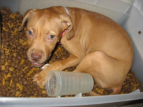 Switching Dog To New Food Switching Dog To New Food