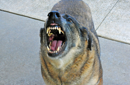 Warning Signs That a Dog May Bite Warning Signs That a Dog May Bite