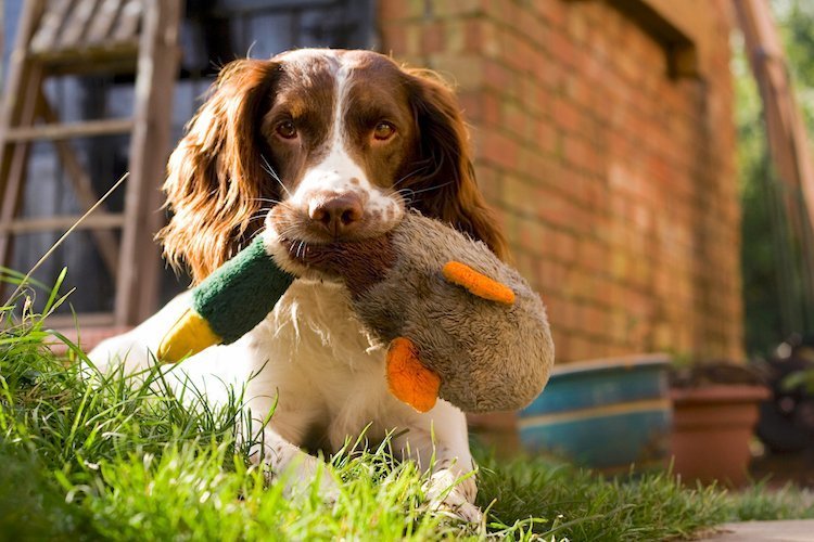 english springer spaniel with tail