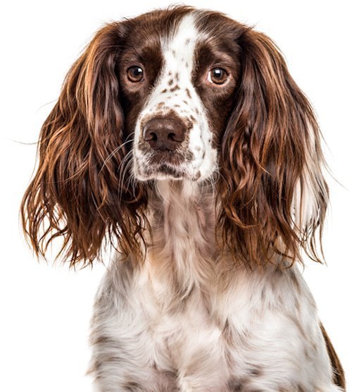 springer spaniel undocked tail