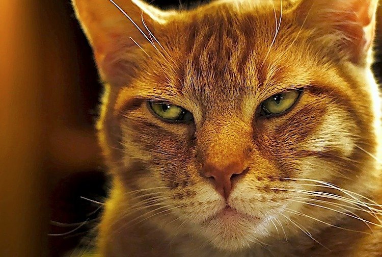 Signs Your Cat Is Secretly Mad at You