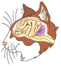 Cat brain illustration