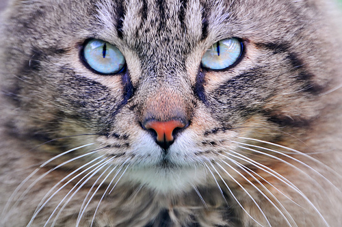 How does a cat brain compare with a human brain? Cat brain compared human brain
