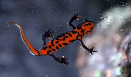 Chinese fire belly newt photo