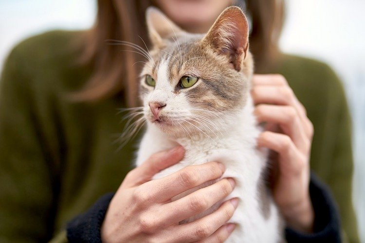 Eine Katze dazu bringen, anhänglicher zu sein