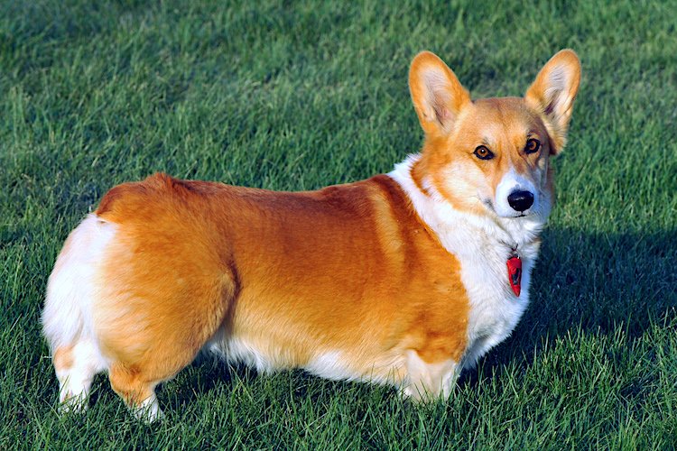 Profile Portrait Of Funny Welsh Corgi Pembroke Or Cardigan With