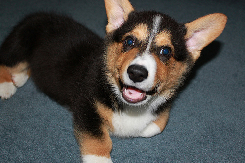 dog breeds that have never won best in show dog breeds that have never won best in show