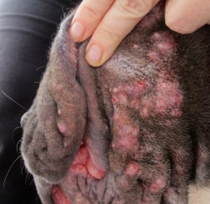 how to treat dog acne around mouth