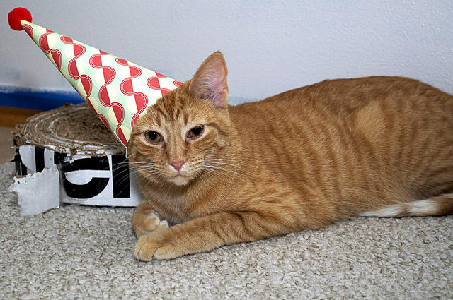 animal shelter party animal shelter party