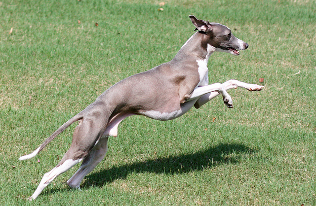 how tall are italian greyhounds