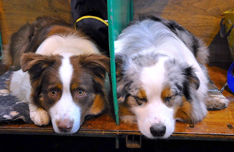 are all australian shepherds fluffy