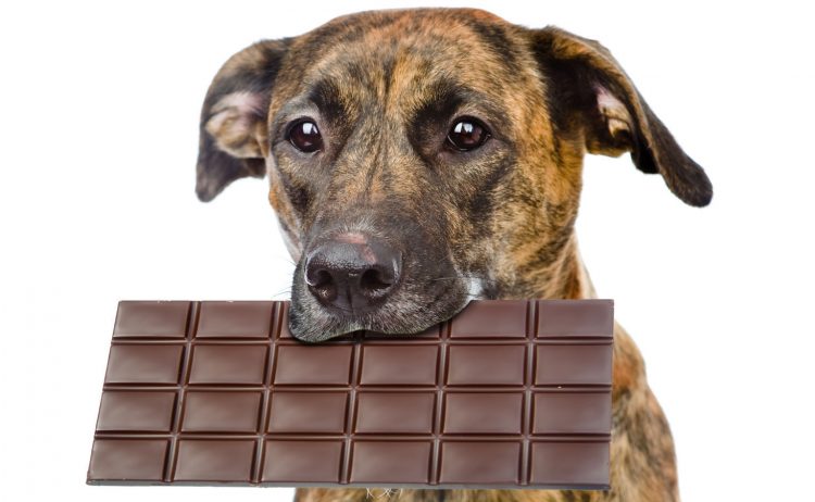 Dog Chocolate Toxicity Chart