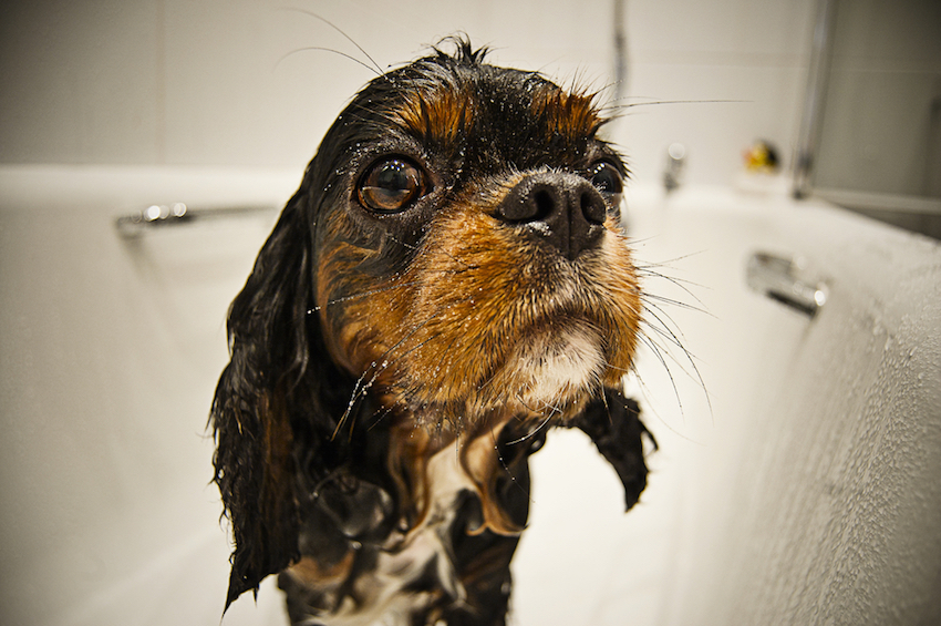 what does dandruff look like on dogs