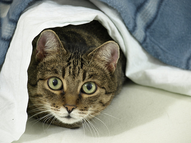怖い猫の写真