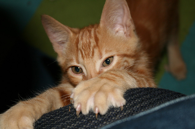 kitten claws photo