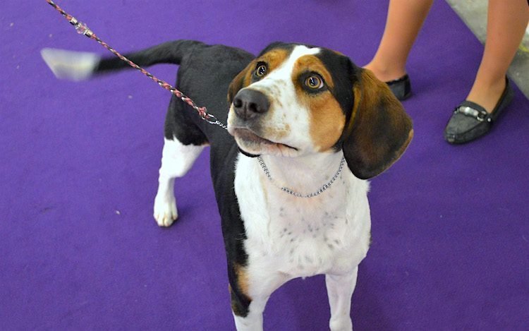 treeing walker coonhound puppy