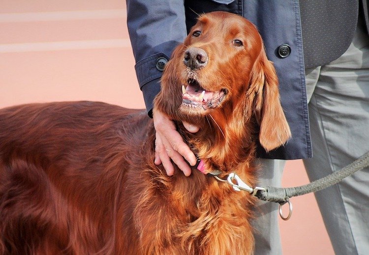 犬や猫を飼うのに最適な場所