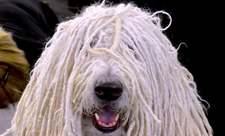 komondor shed