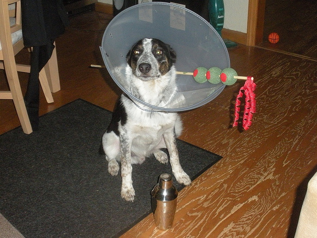 Dog martini costume for Halloween