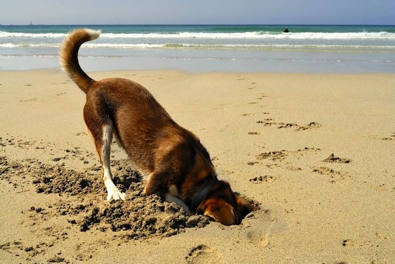 Dog with face buried in sand