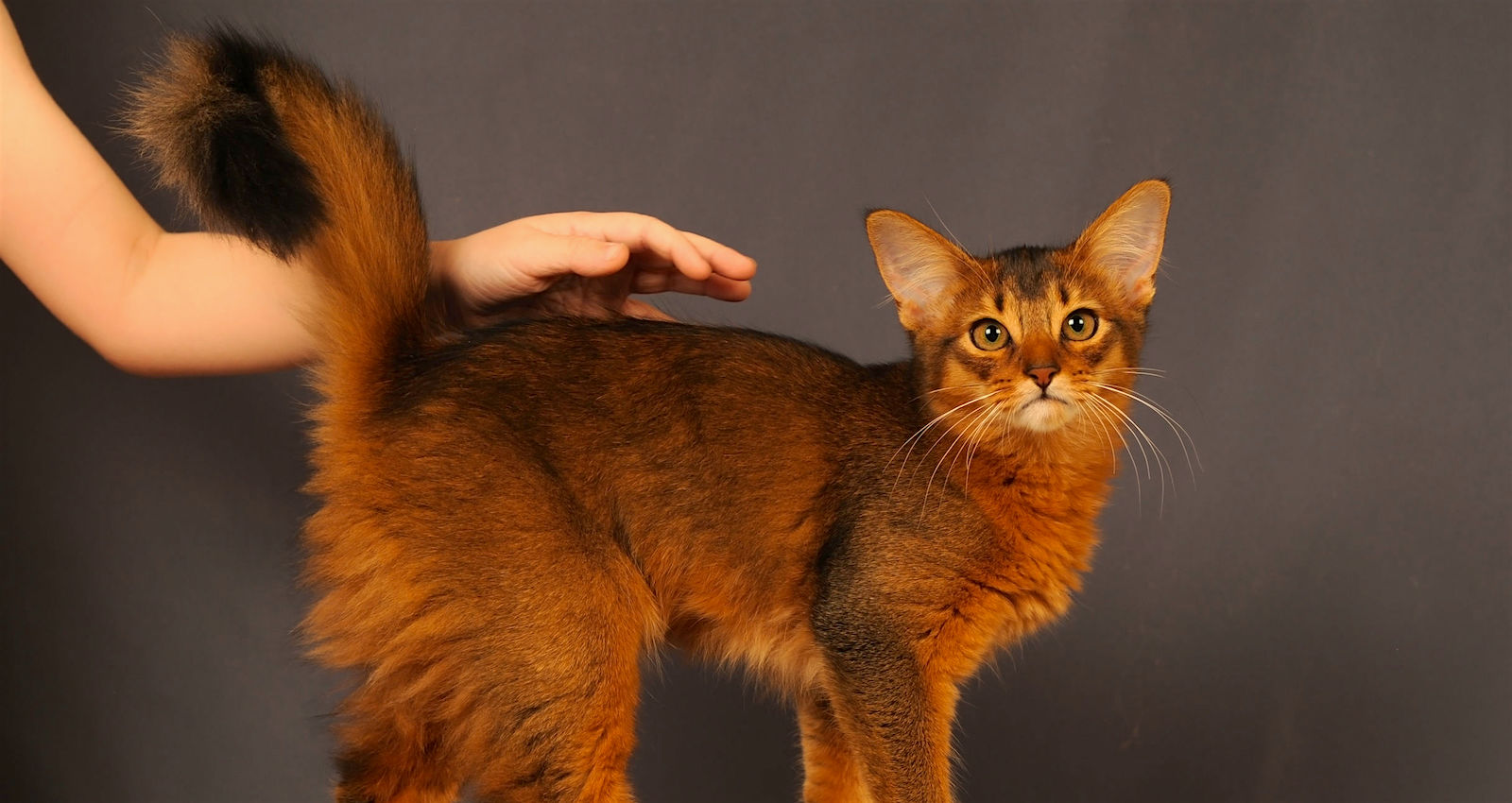 Chat Somali Adopter Adopter Un Chat En le de france UMDGF