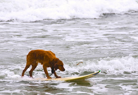 Dog licking