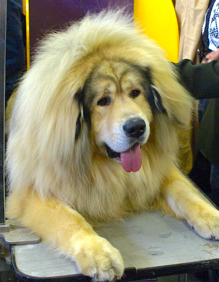 5 Things to Know About Tibetan Mastiffs Petful