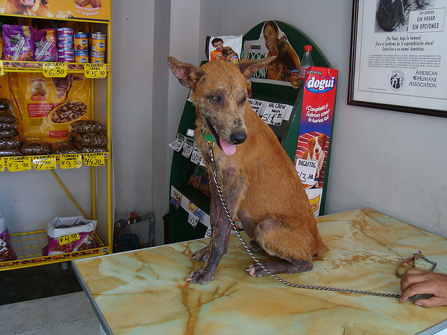 Demodectic vs. Sarcoptic Mange in Dogs