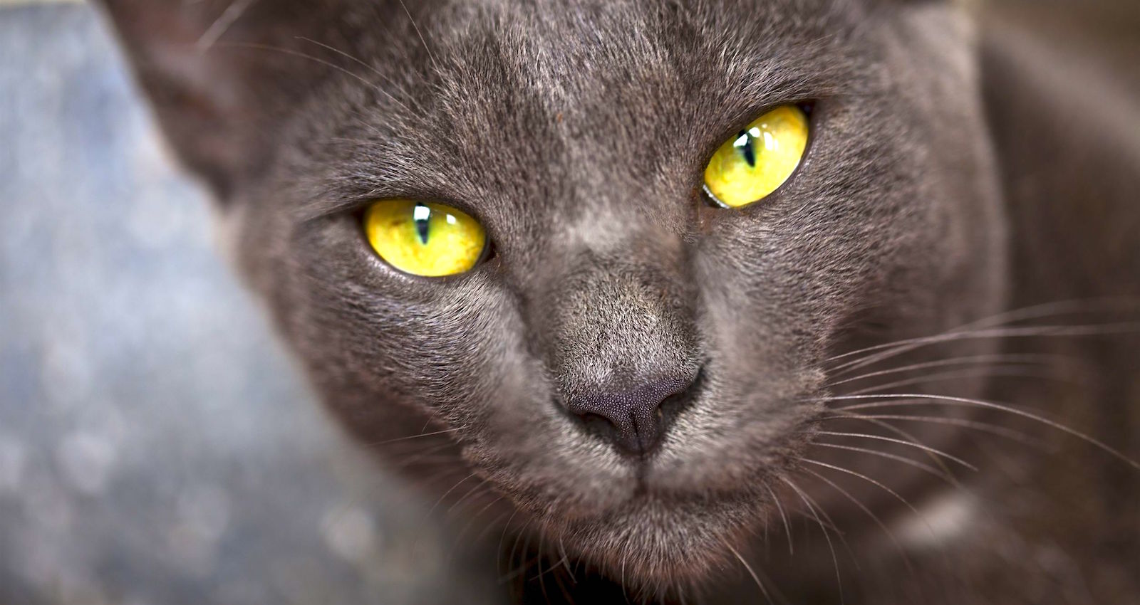 5 Things To Know About Korat Cats