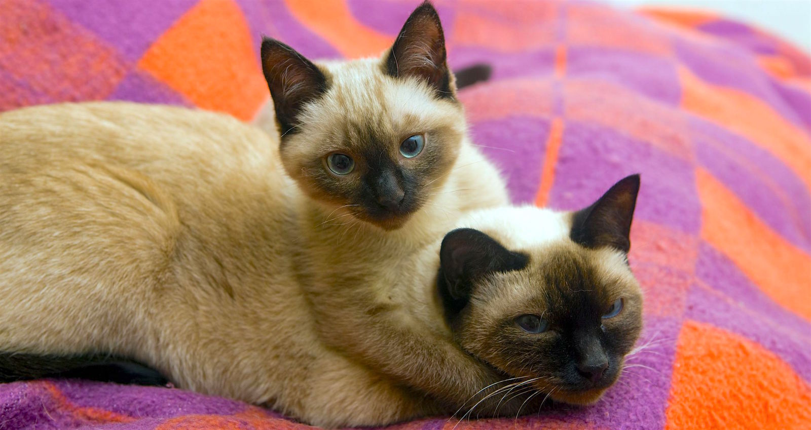 5 Things to Know About Siamese Cats - Petful