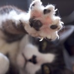 how to treat a torn cat nail
