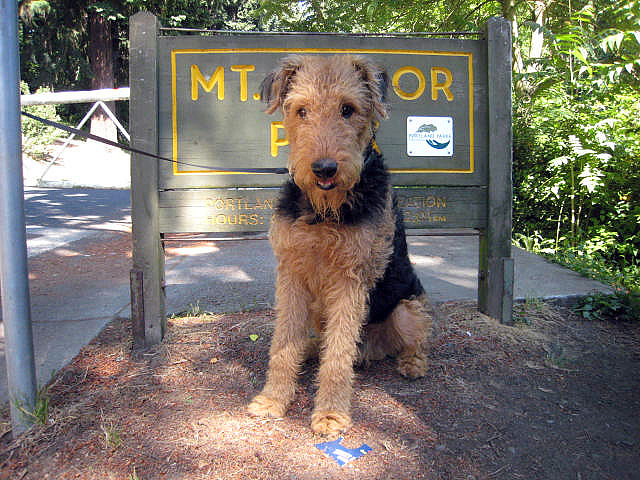 Large airedale outlet