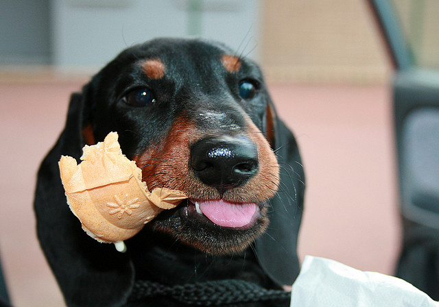 dog eating ice cream