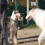 afghan-hound