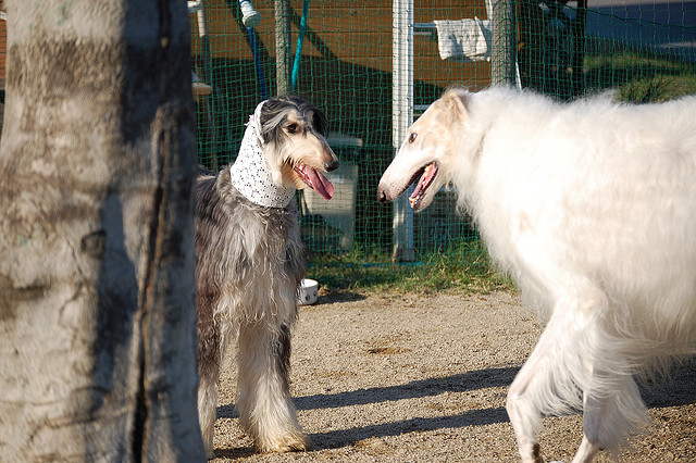 afghan-hound