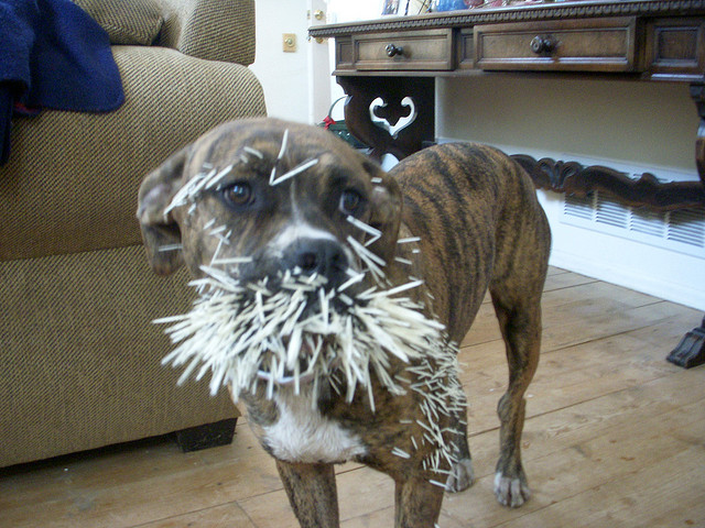 Photo of a dog with porcupine needles all over mouth and front side.