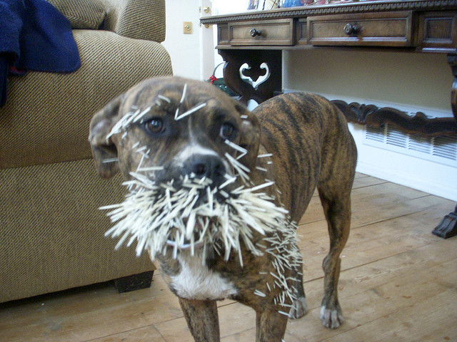 Porcupine Quills In Dogs: What To Do - Dogs Naturally