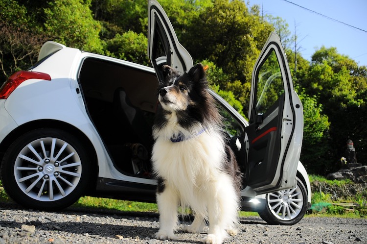 tips for car trips with dogs