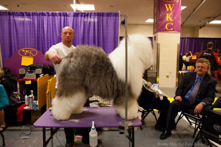 Big dogs need sturdy tables for grooming. 