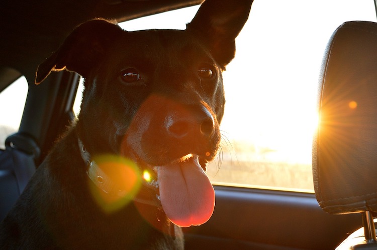 long car trip with dog