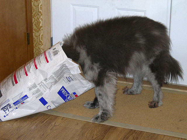 Photo of a dog with head inside a dog food bag