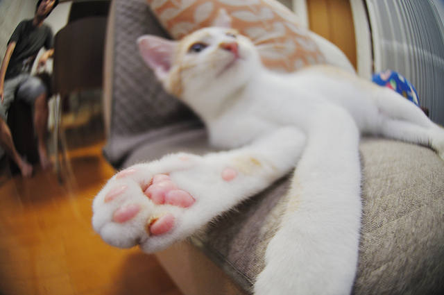 cats-sweat-through-paws
