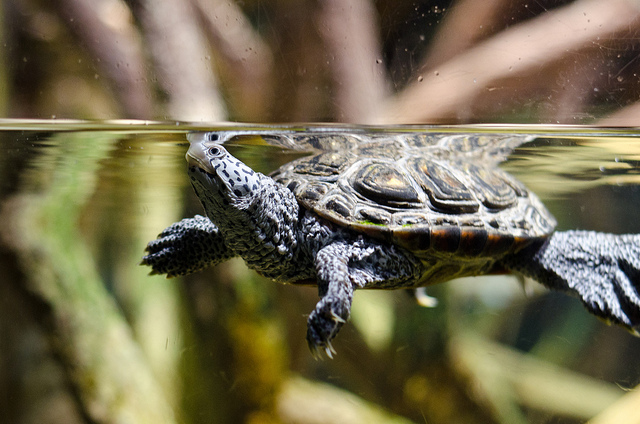 care-for-pet-turtle