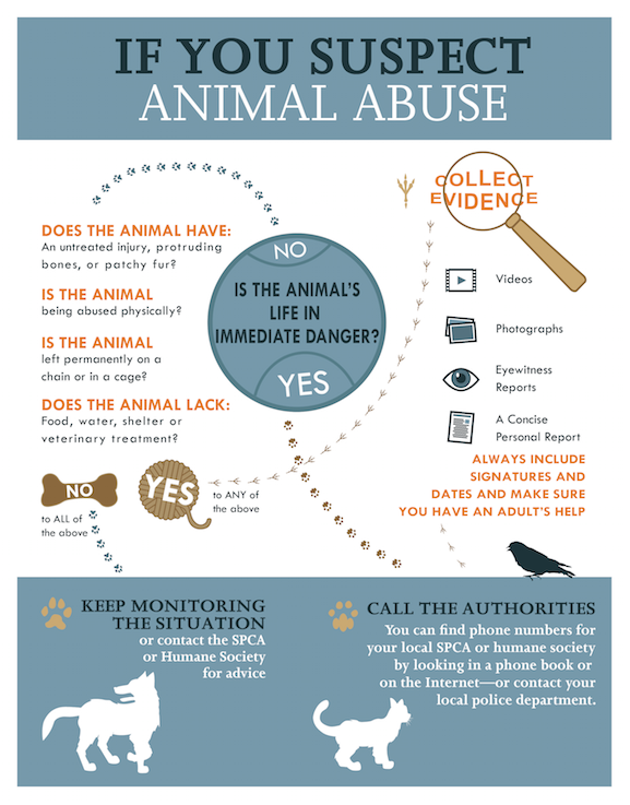 Recognizing Animal Cruelty and Abuse - Petful