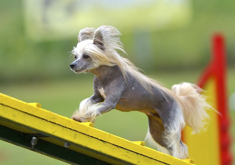 chinese crested photos